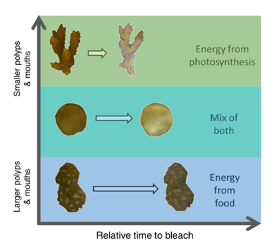 Conti-Jerpe et al Schematic